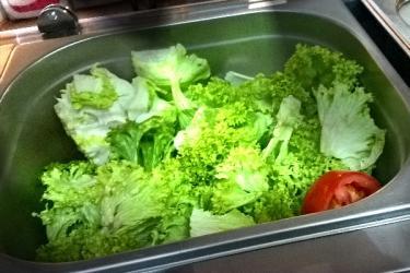 Friche, knackige Salate